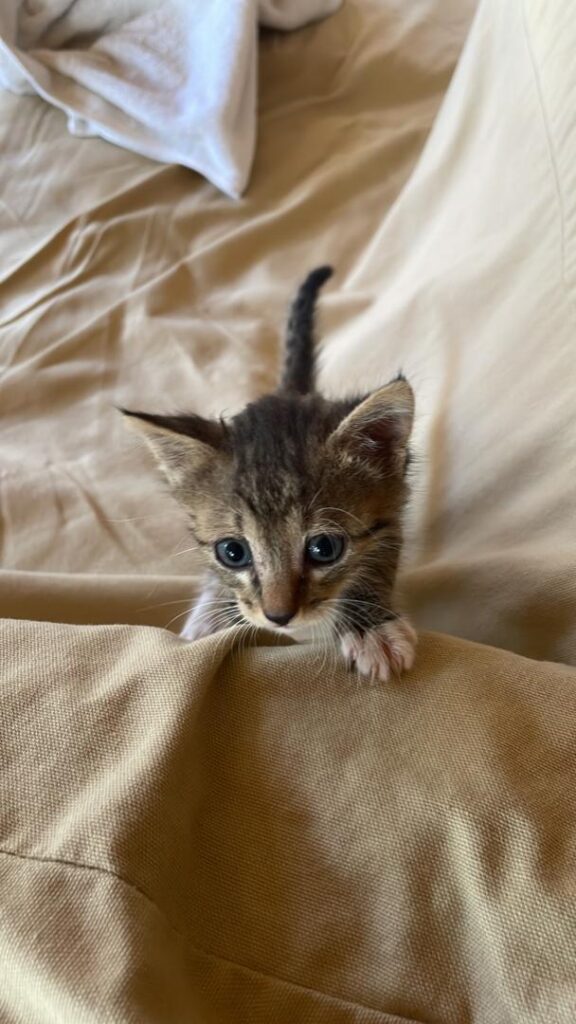 Curious kitten